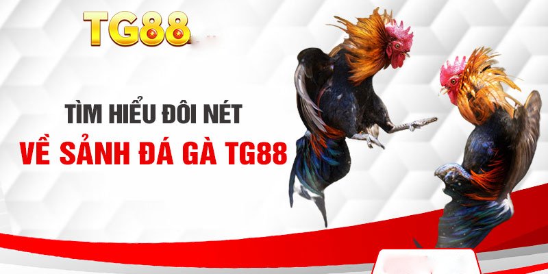 đá gà TG88