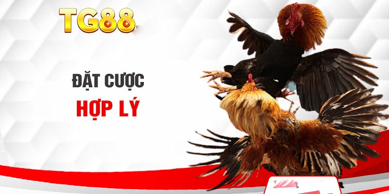 đá gà TG88 dễ thắng nhất